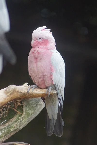 Galah - Eolophus roseicapilla — стокове фото