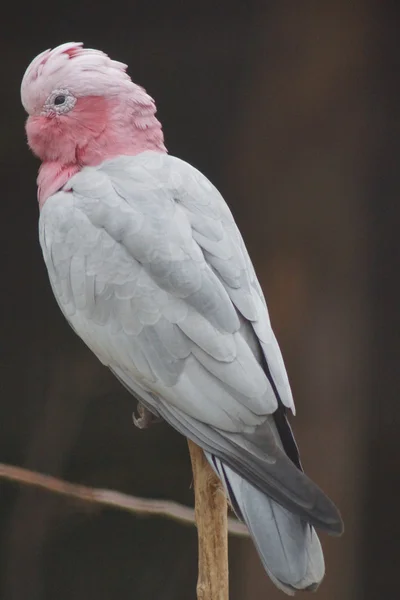 Roze kaketoe - Eolophus roseicapilla — Stockfoto