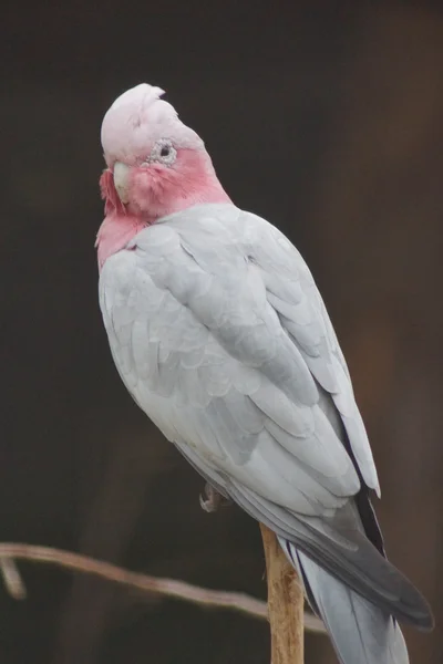 Roze kaketoe - Eolophus roseicapilla — Stockfoto