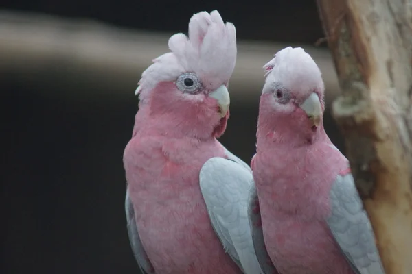 Galah - Eolophus roseicapilla — Stock fotografie