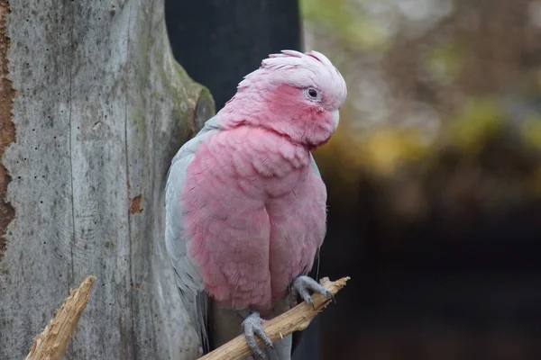 Гала - Eolophus felcapilla — стоковое фото