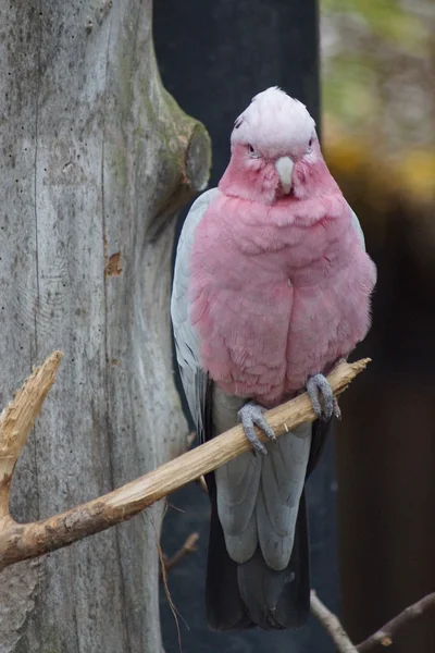 Гала - Eolophus felcapilla — стоковое фото