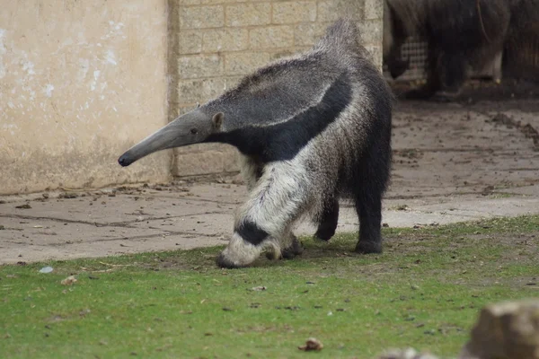 Anteater gigante - Myrmecophaga tridactyla — Foto Stock