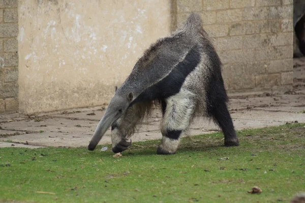 Giant Anteater - Myrmecophaga tridactyla — Stockfoto