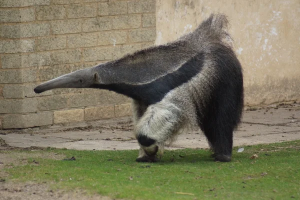 Anteater gigante - Myrmecophaga tridactyla —  Fotos de Stock