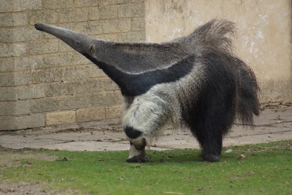Anteater gigante - Myrmecophaga tridactyla — Fotografia de Stock