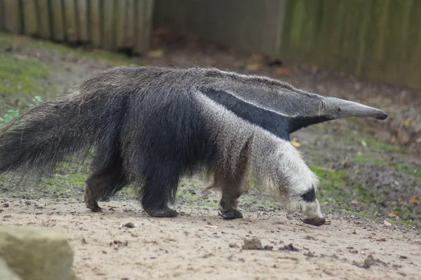 Anteater gigante - Myrmecophaga tridactyla — Foto Stock