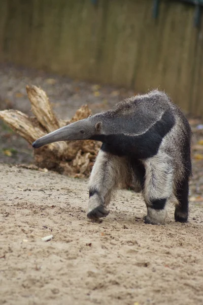 Anteater gigante - Myrmecophaga tridactyla — Fotografia de Stock