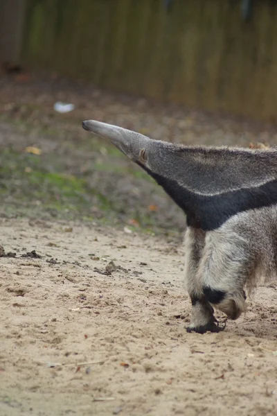 Anteater gigante - Myrmecophaga tridactyla —  Fotos de Stock