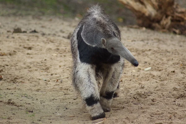 Anteater gigante - Myrmecophaga tridactyla — Fotografia de Stock