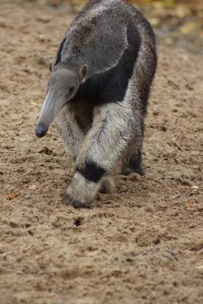 Anteater géant - Myrmecophaga tridactyla — Photo