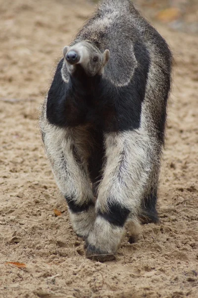 Giant Anteater - Myrmecophaga tridactyla — Stockfoto