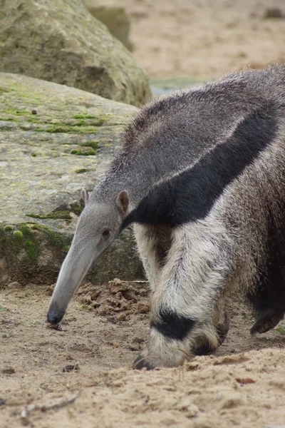 Giant Anteater - Myrmecophaga tridactyla — Stock Photo, Image