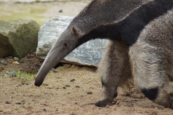 Anteater gigante - Myrmecophaga tridactyla — Fotografia de Stock