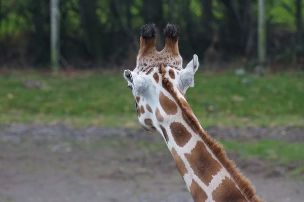 Girafa - Girafa camelopardalis — Fotografia de Stock