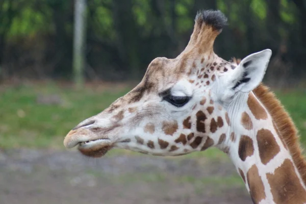 Жираф - Giraffa camelopardalis — стоковое фото