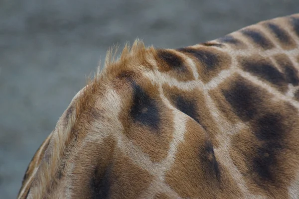 Жираф - Giraffa camelopardalis — стоковое фото