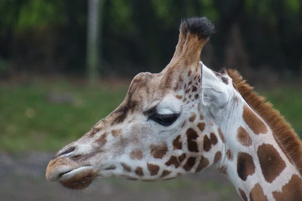 Giraffa - Giraffa camelopardalis — Foto Stock