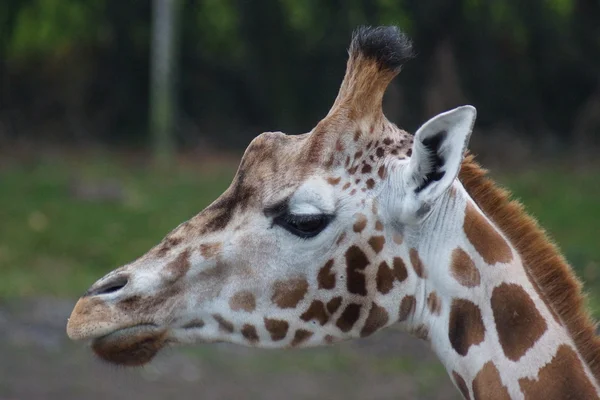 Žirafa - žirafu souhvězdí žirafy — Stock fotografie