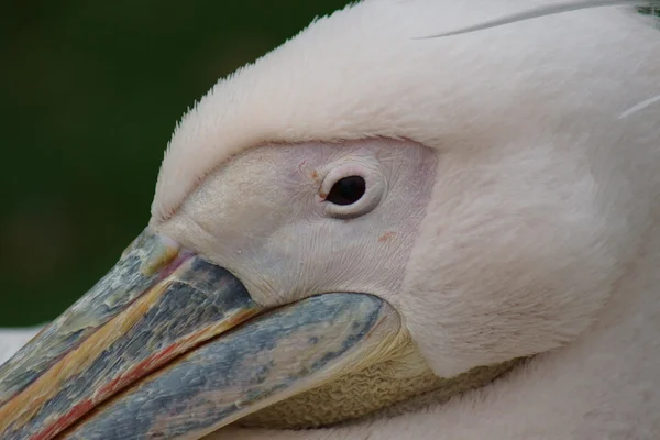 Rózsás Gödény - Pelecanus onocrotalus — Stock Fotó