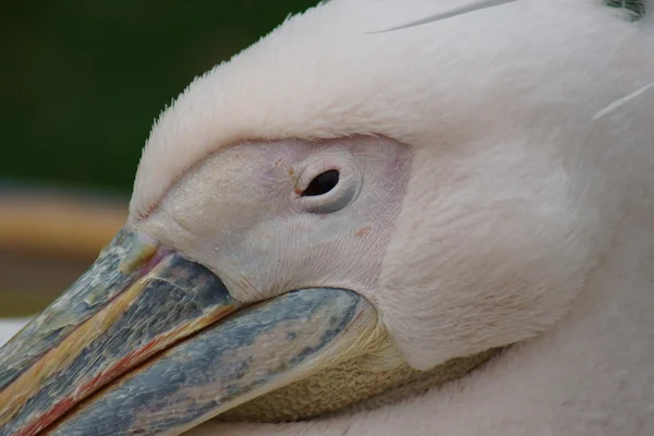 Stor vit Pelikan - pelecanus onocrotalus — Stockfoto