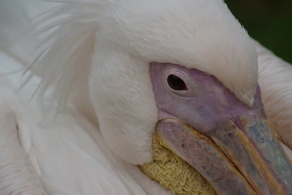 Grande Pelicano Branco - Pelecanus onocrotalus — Fotografia de Stock