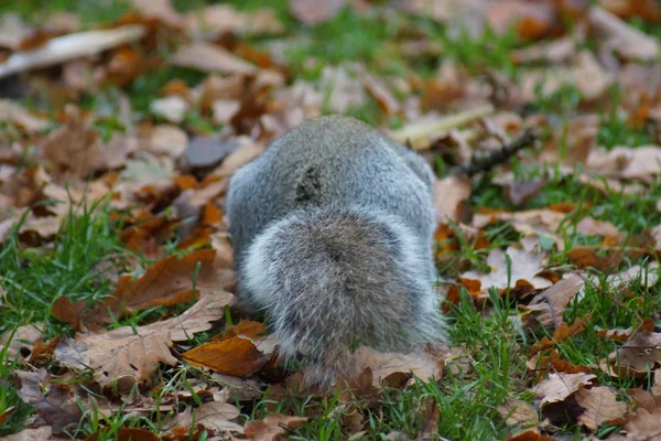 Сіра білка - Sciurus carolinensis — стокове фото