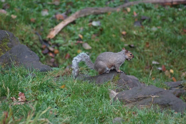灰色松鼠-中型松鼠 carolinensis — 图库照片