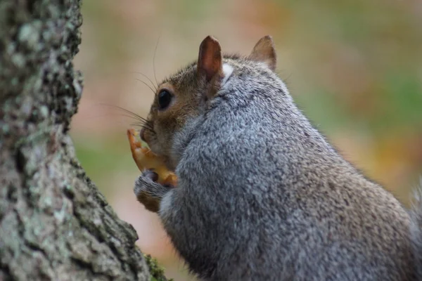 Šedá veverka - sciurus carolinensis — Stock fotografie