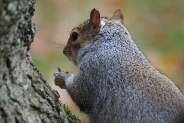 Szürke mókus - sciurus carolinensis — Stock Fotó