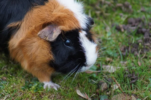 Guinea Pigs - Cavia porcellus — Stock Photo, Image