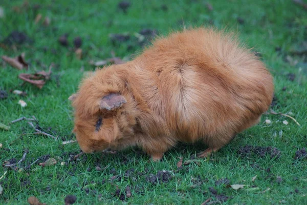 Marsvin - Cavia porcellus — Stockfoto