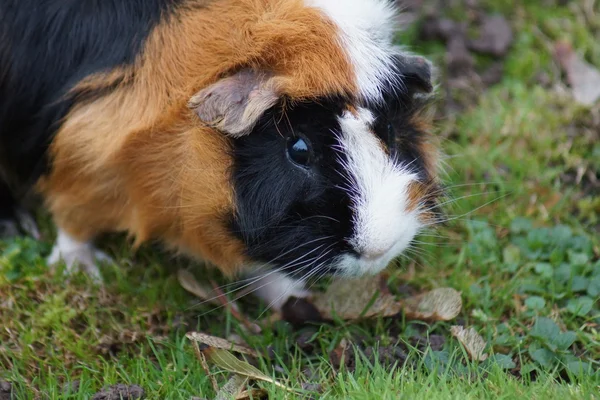 Eskiden şiling şimdi Pigs - Cavia porcellus — Stok fotoğraf