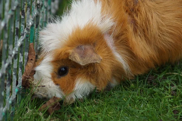 Cerdos de Guinea - Cavia porcellus — Foto de Stock