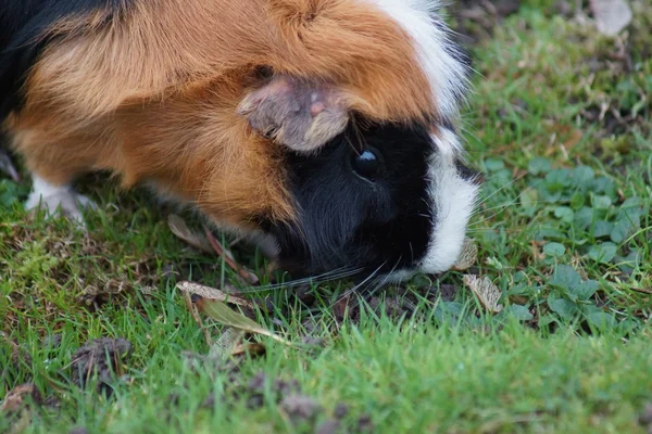 Suínos da Guiné - Cavia porcellus — Fotografia de Stock