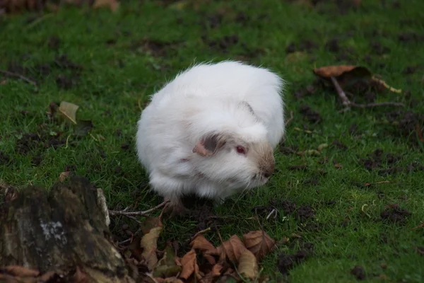 Suínos da Guiné - Cavia porcellus — Fotografia de Stock