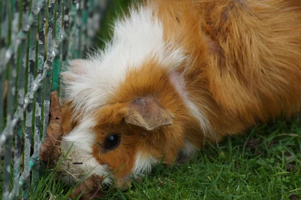 Eskiden şiling şimdi Pigs - Cavia porcellus — Stok fotoğraf