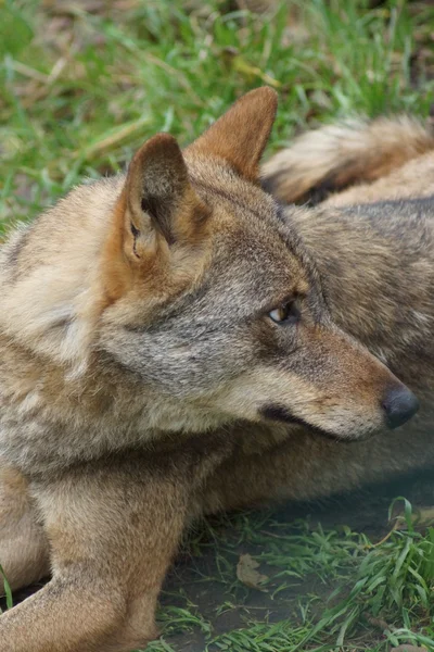 Lobo ibérico - Canis lupus signatus — Fotografia de Stock