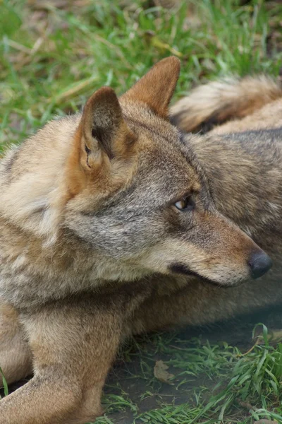 Iberische Wolf - Canis lupus signatus — Stockfoto