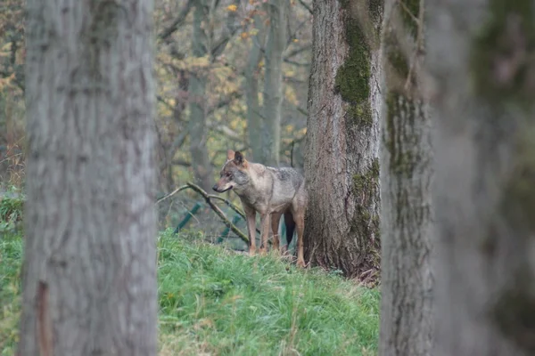 Iberischer Wolf - canis lupus signatus — Stockfoto