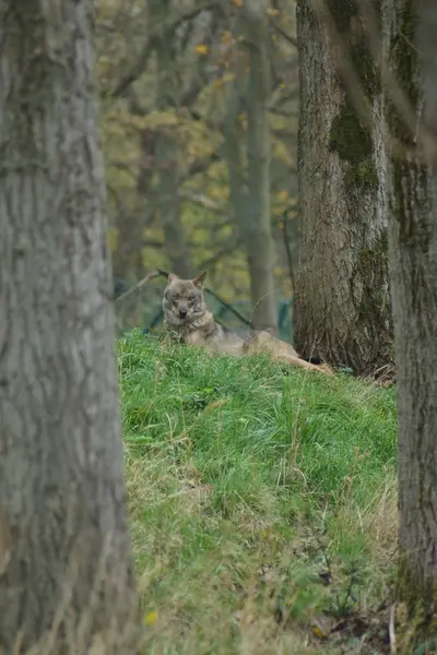 Iberische Wolf - Canis lupus signatus — Stockfoto