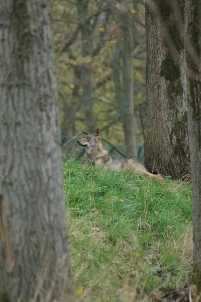 Iberische Wolf - Canis lupus signatus — Stockfoto