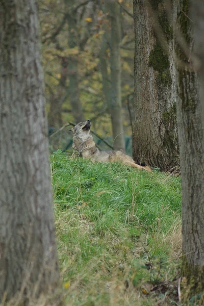 Lobo ibérico - Canis lupus signatus — Fotografia de Stock