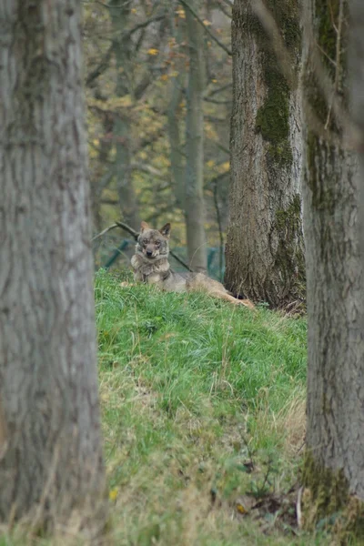 Lobo ibérico - Canis lupus signatus — Foto de Stock