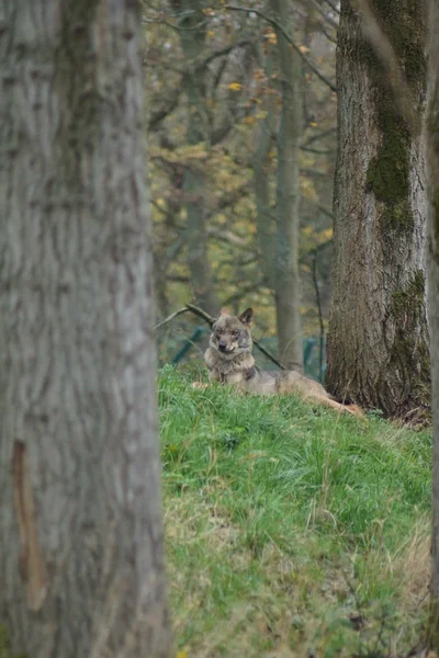 Іберійська вовк - великий пес lupus signatus — стокове фото