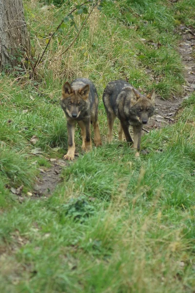 Iberischer Wolf - canis lupus signatus — Stockfoto