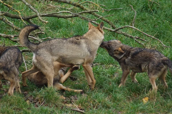 Lobo ibérico - Canis lupus signatus — Foto de Stock