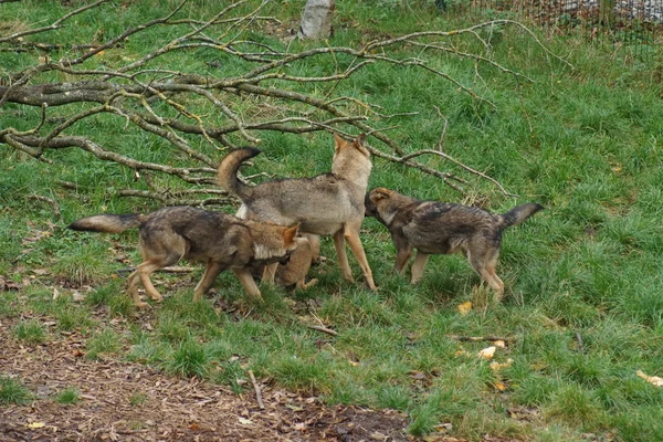 イベリアオオカミ - Canis lupus signatus — ストック写真
