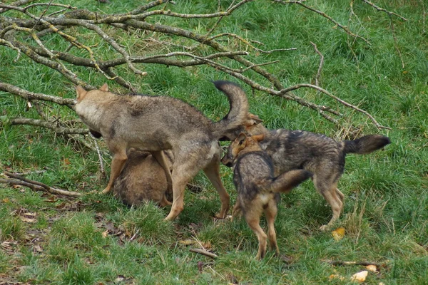 Iberische Wolf - Canis lupus signatus — Stockfoto
