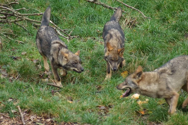 イベリアオオカミ - Canis lupus signatus — ストック写真